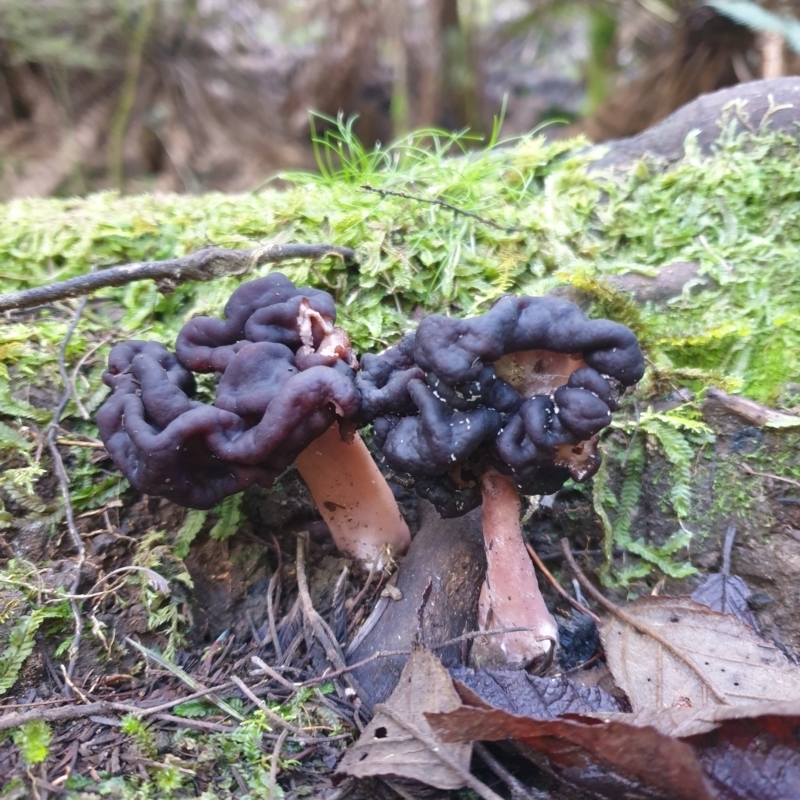 Gyromitra sp.