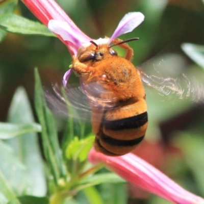 Amegilla (Asaropoda) sp. (genus & subgenus)