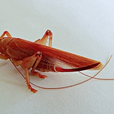 Hadrogryllus sp. (genus)