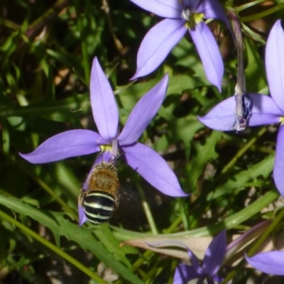 Amegilla (Notomegilla) chlorocyanea