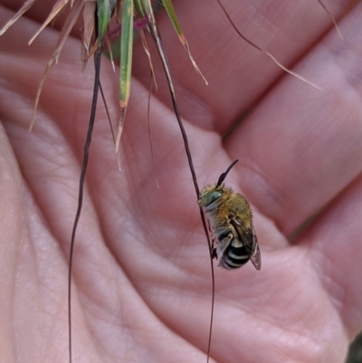 Amegilla (Notomegilla) chlorocyanea