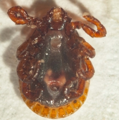 Haemaphysalis longicornis