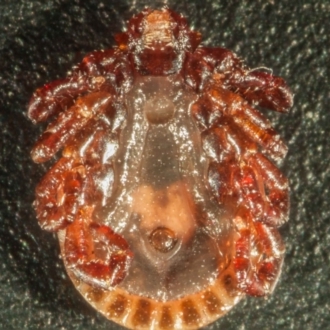 ventral view of another individual. note that the groove around the anus comes to a point before the posterior edge of the body