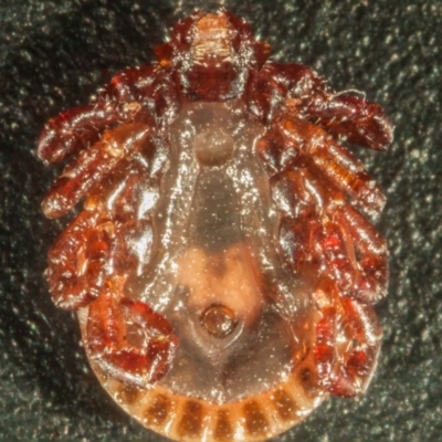 ventral view of another individual. note that the groove around the anus comes to a point before the posterior edge of the body