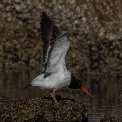 Haematopus finschi