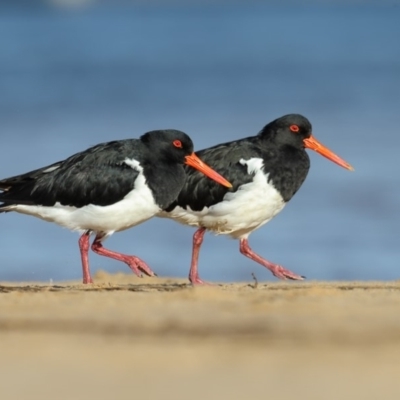 Haematopus longirostris