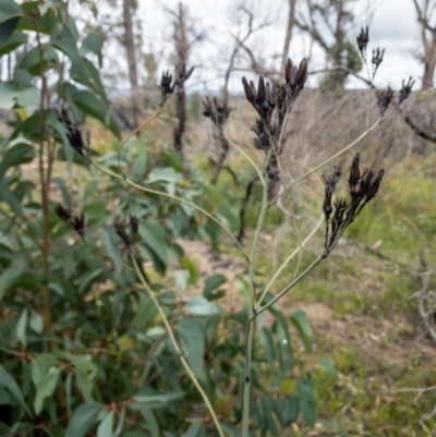 Haemodorum corymbosum