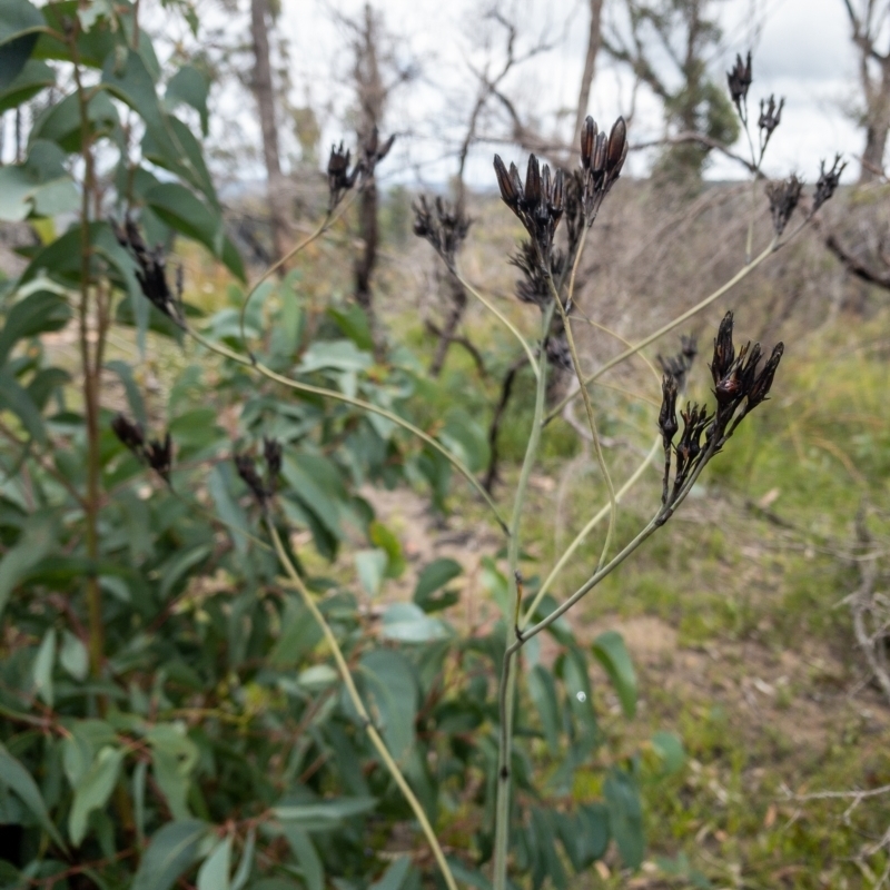 Haemodorum corymbosum