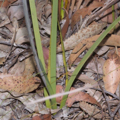 Haemodorum planifolium