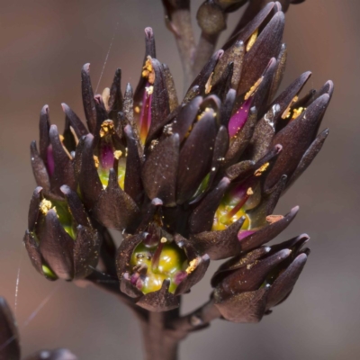 Haemodorum planifolium