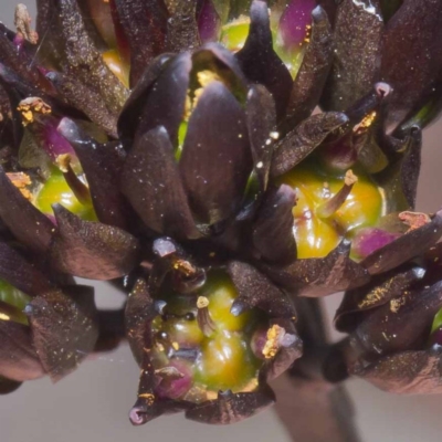 Haemodorum planifolium