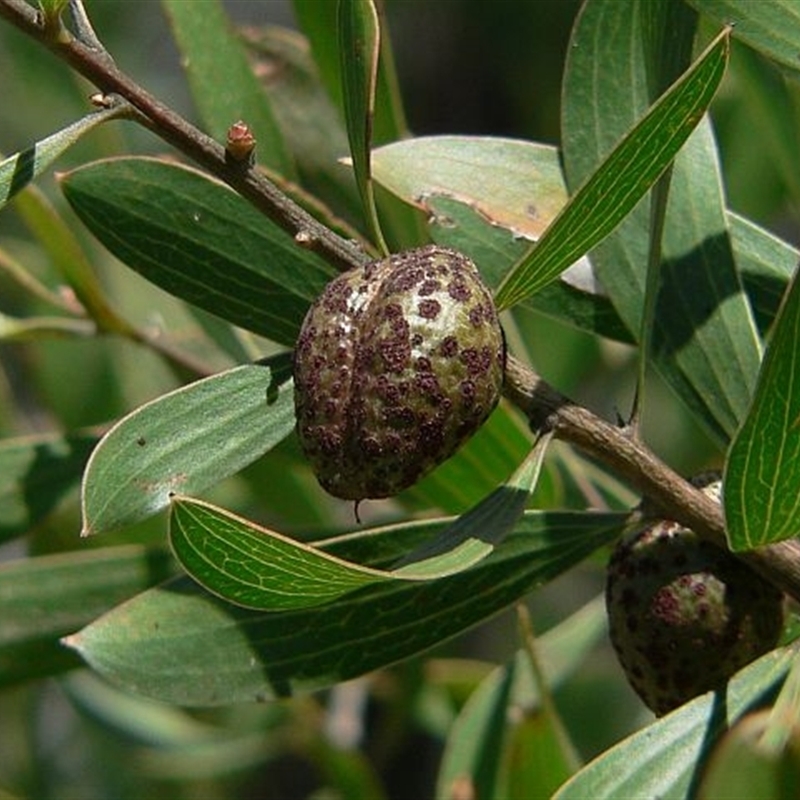 Hakea dactyloides