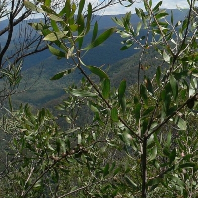 Hakea dactyloides