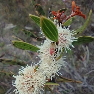 Hakea dactyloides