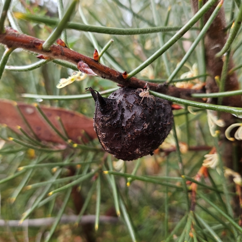 Hakea gibbosa