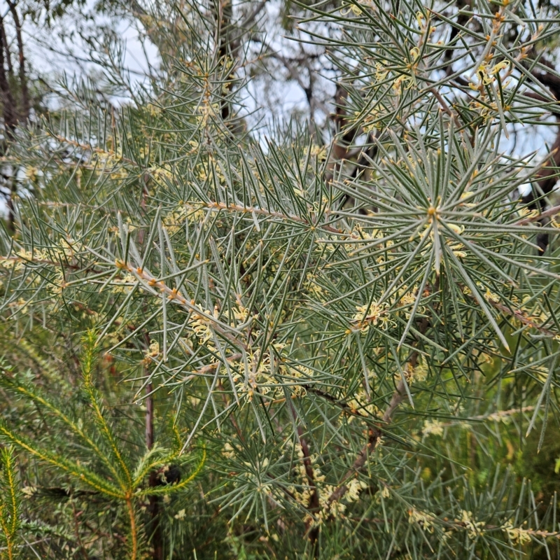 Hakea gibbosa