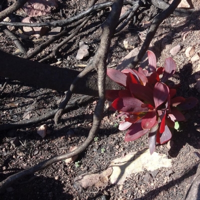 Hakea laevipes