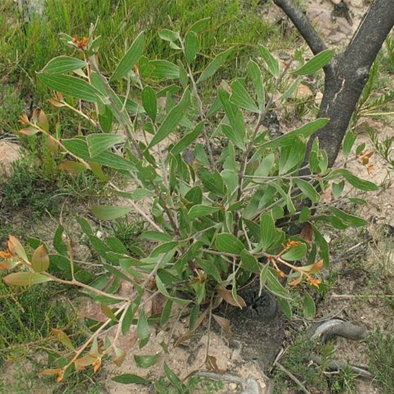 Jackie Miles, resprouts after fire unlike dactyloides