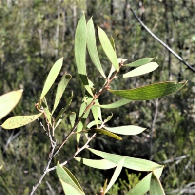 Hakea laevipes subsp. laevipes