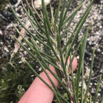 Hakea lissosperma