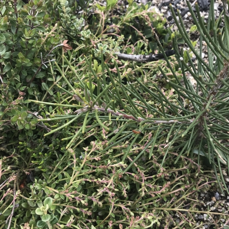 Hakea lissosperma