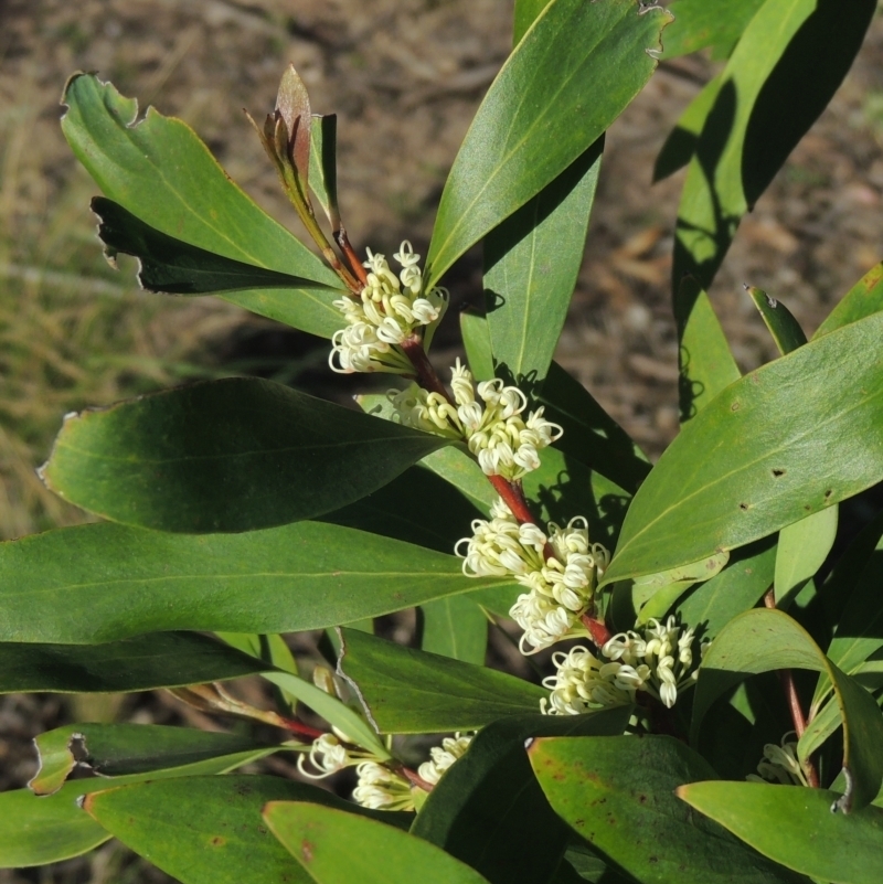 Hakea salicifolia