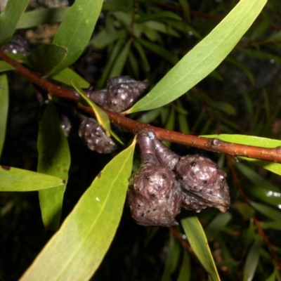 Hakea salicifolia