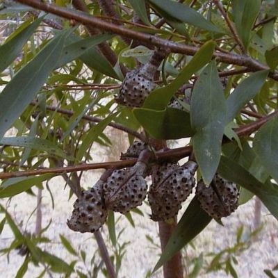 Hakea salicifolia subsp. salicifolia
