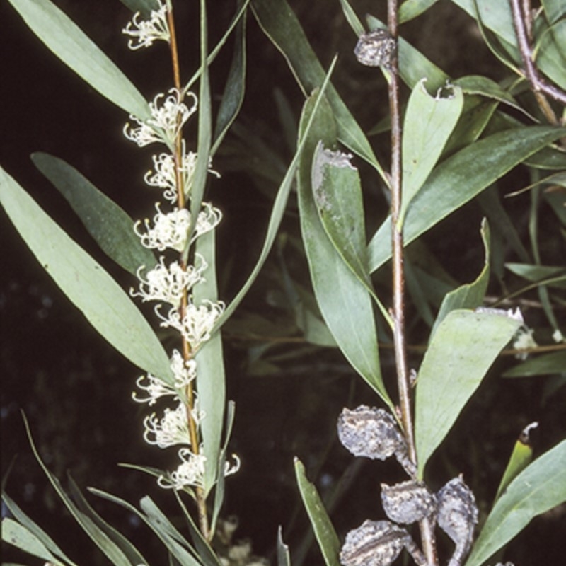 Hakea salicifolia subsp. salicifolia