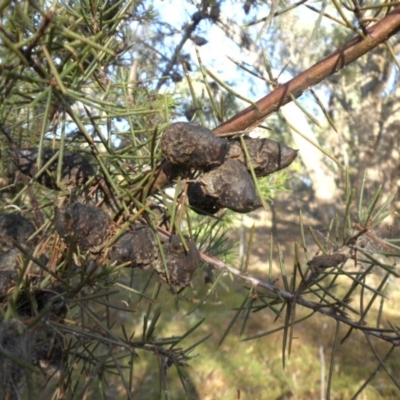 Hakea sericea