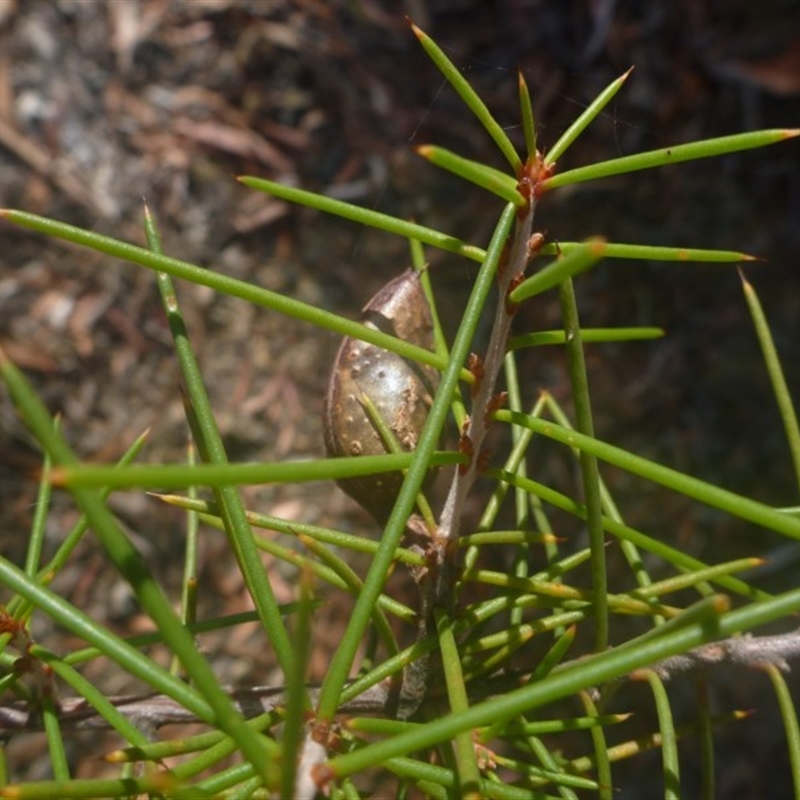 Hakea sp.