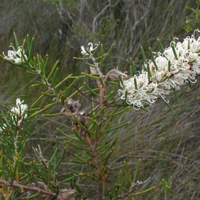 Hakea teretifolia