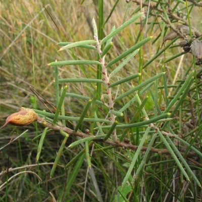 Hakea teretifolia