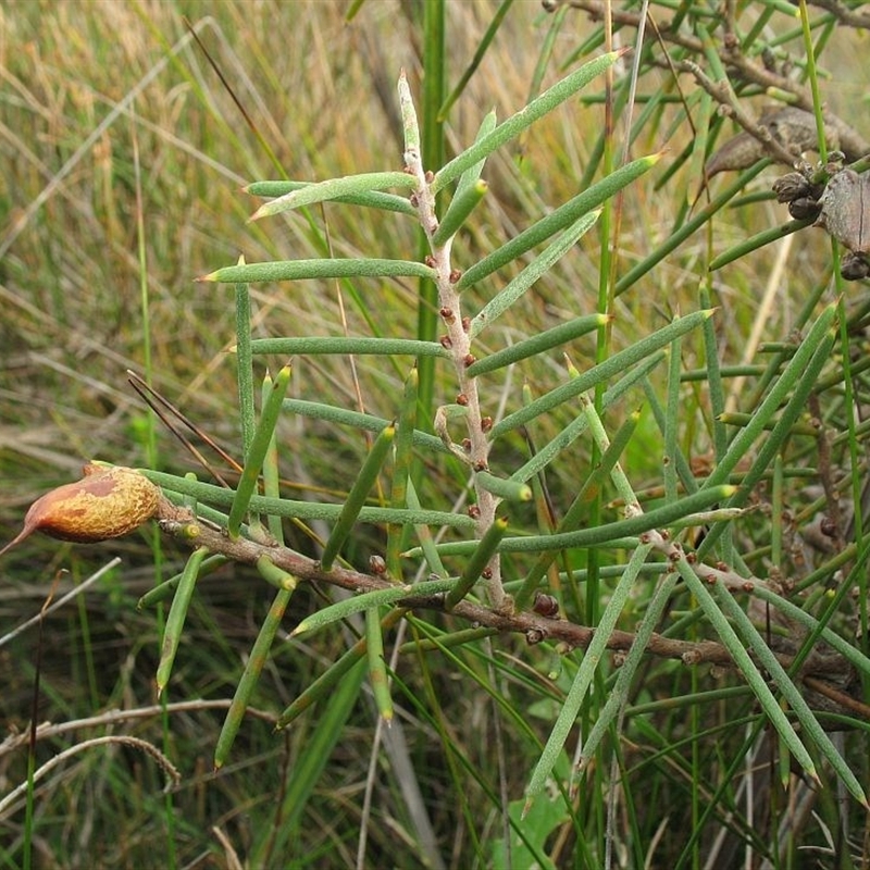 Hakea teretifolia