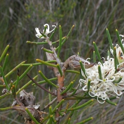 Hakea teretifolia subsp. teretifolia