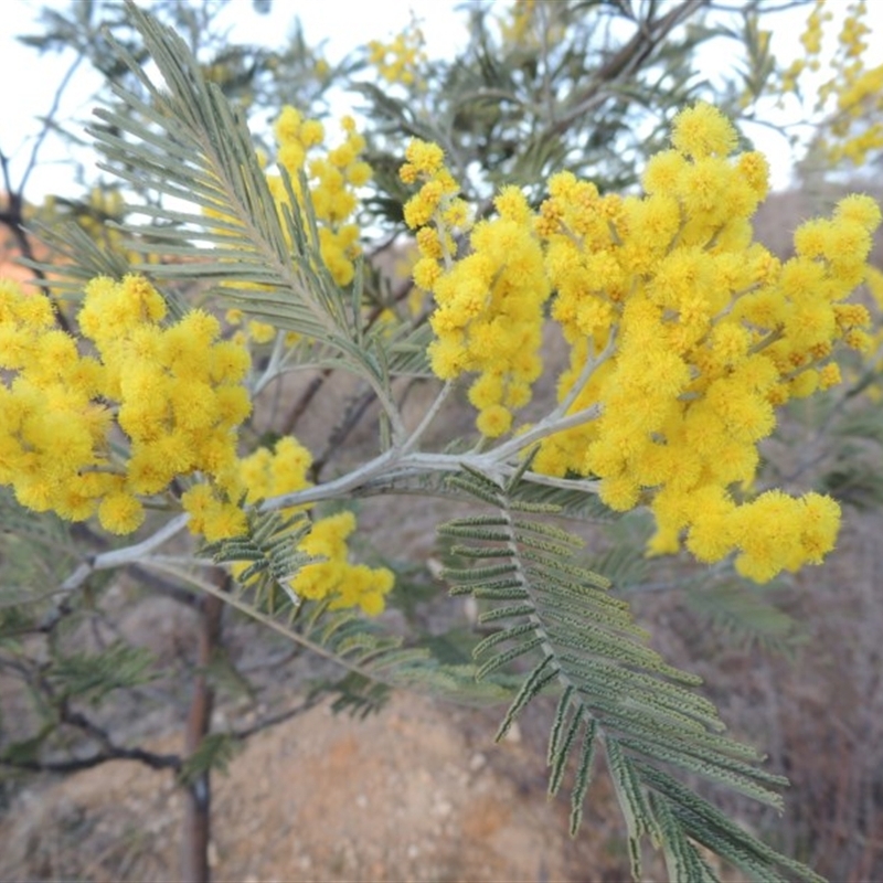 Acacia dealbata