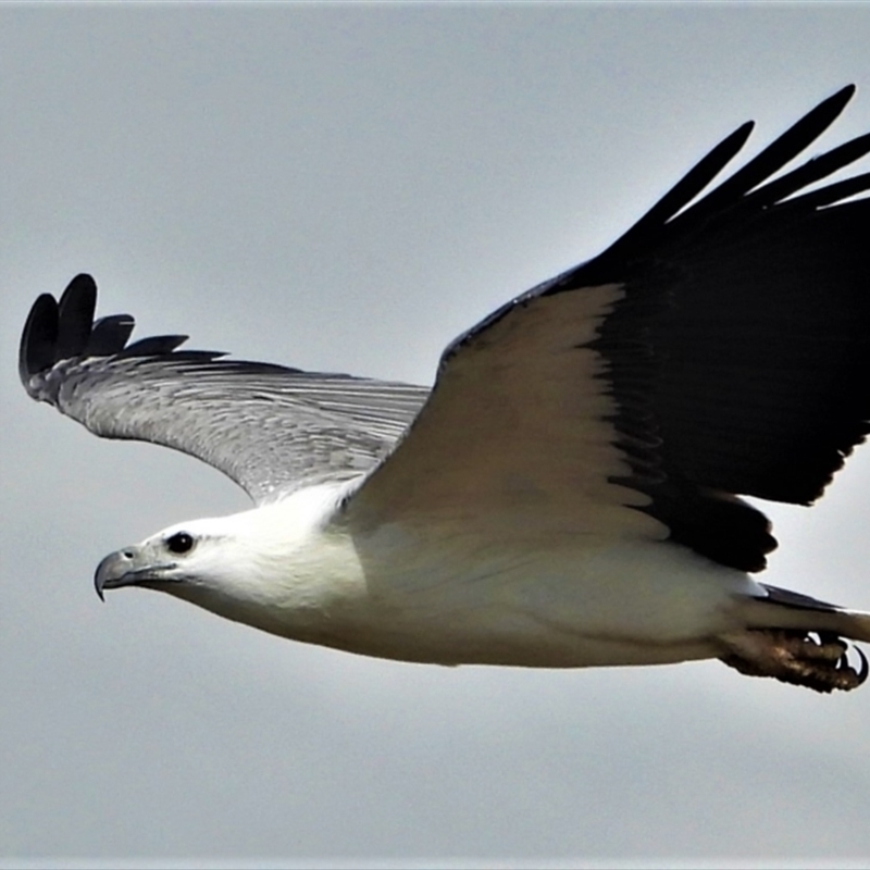 Haliaeetus leucogaster