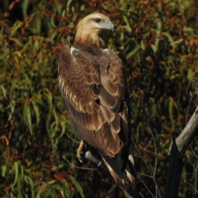 Haliaeetus leucogaster