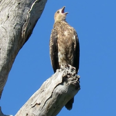 Haliastur sphenurus