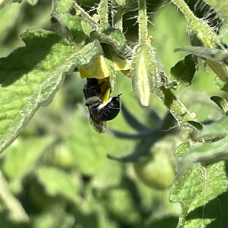 Halictidae (family)