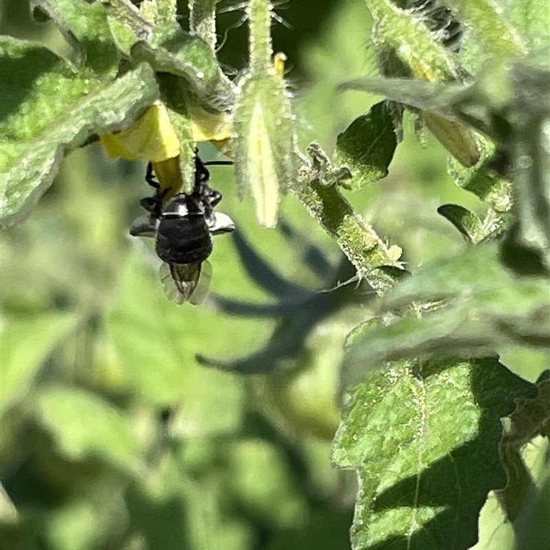 Halictidae (family)