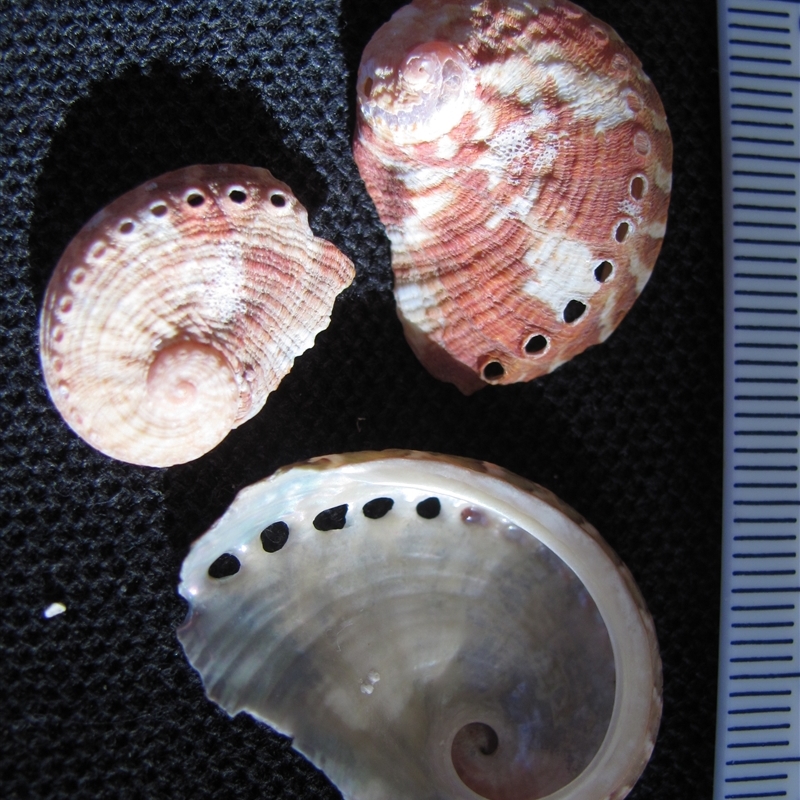 Haliotis coccoradiata - Shelly Beach, Gerroa 2007 (D. Dedenczuk)