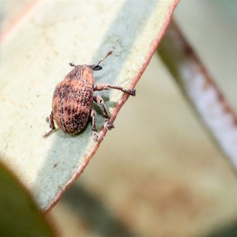 Haplonyx sp. (genus)