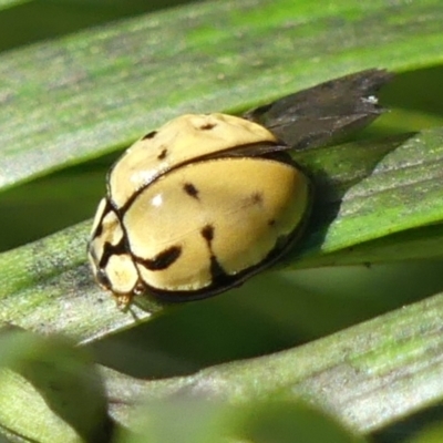 Harmonia testudinaria