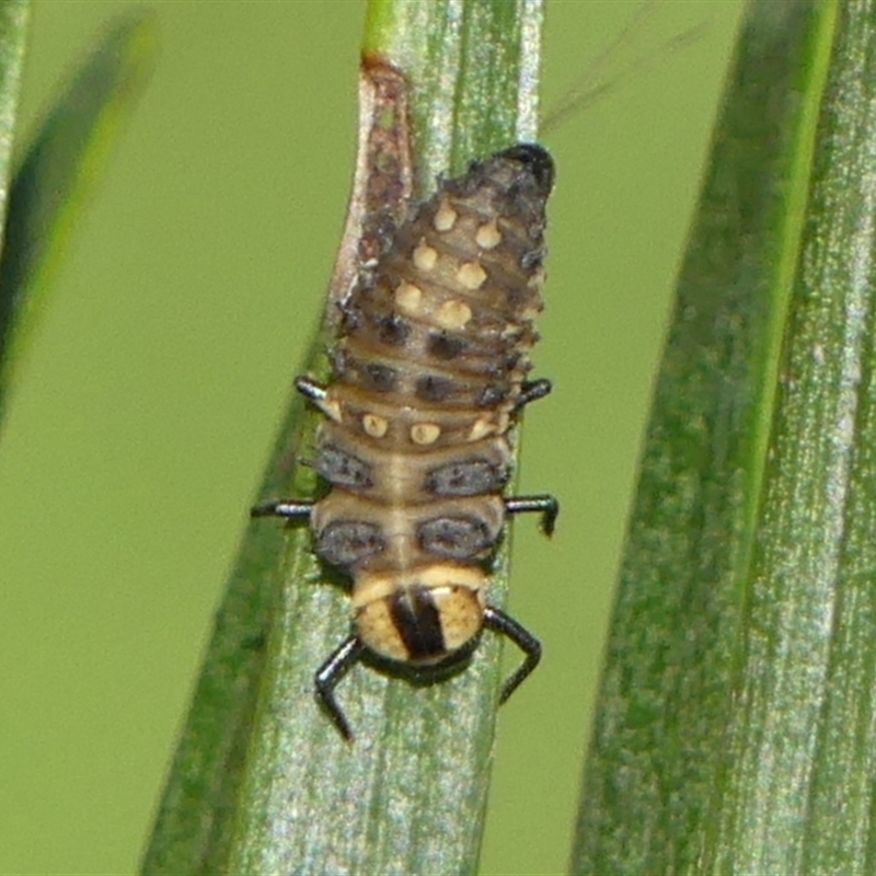 Harmonia testudinaria