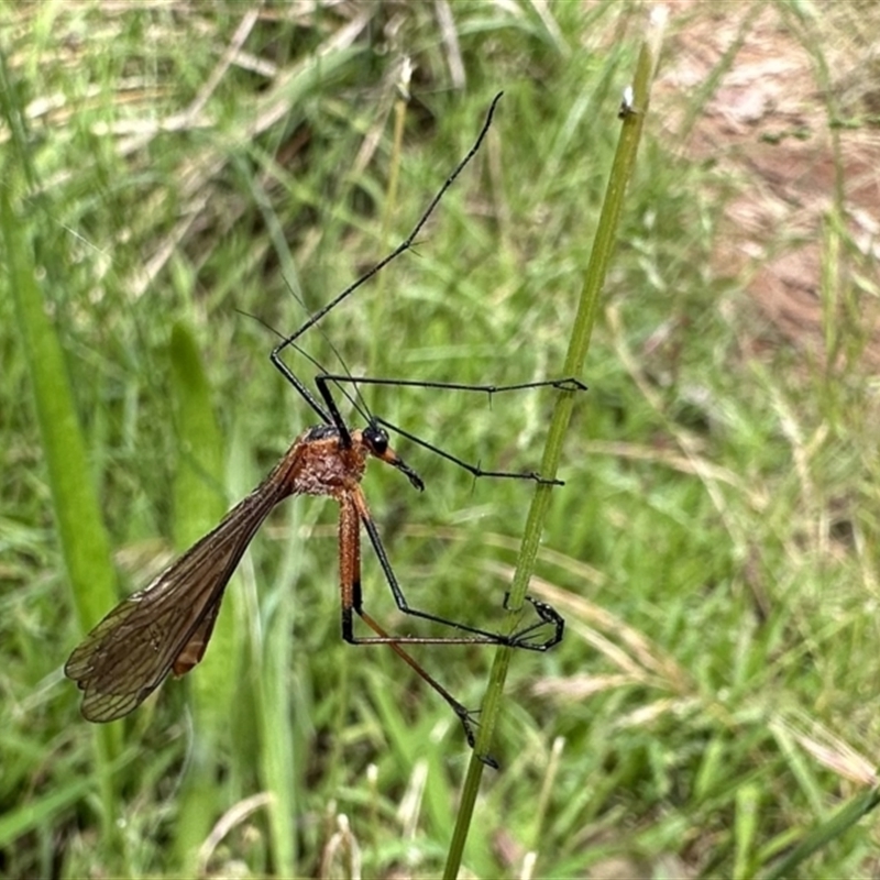 Harpobittacus sp. (genus)