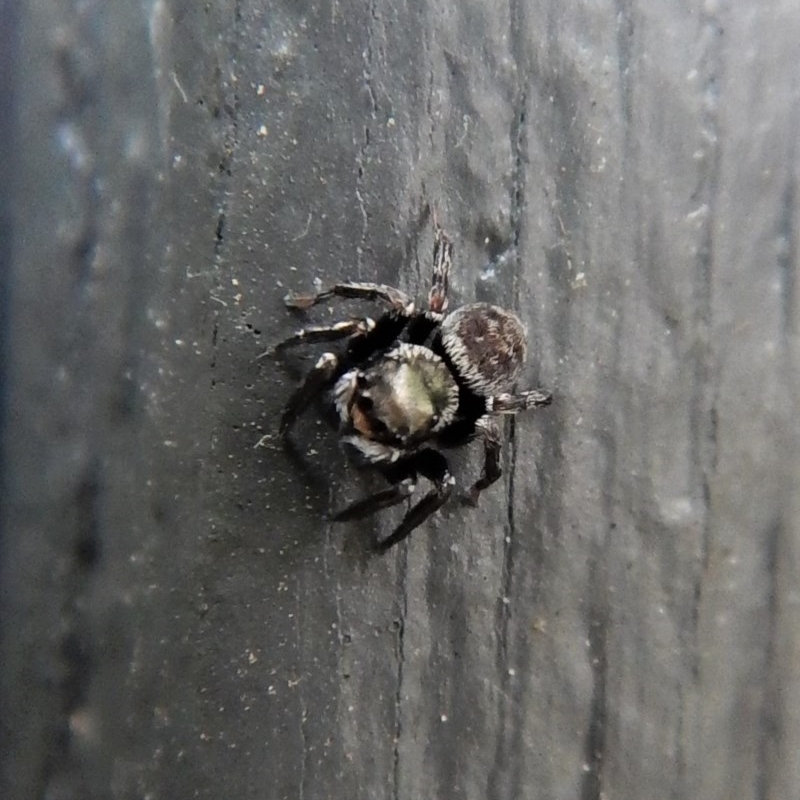 Hasarius adansonii