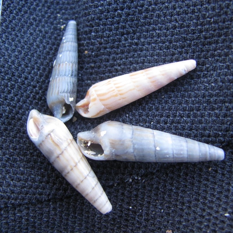 Clifton Beach, Tasmania (D. Dedenczuk)