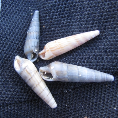 Clifton Beach, Tasmania (D. Dedenczuk)