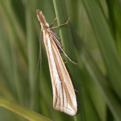 Hednota grammellus